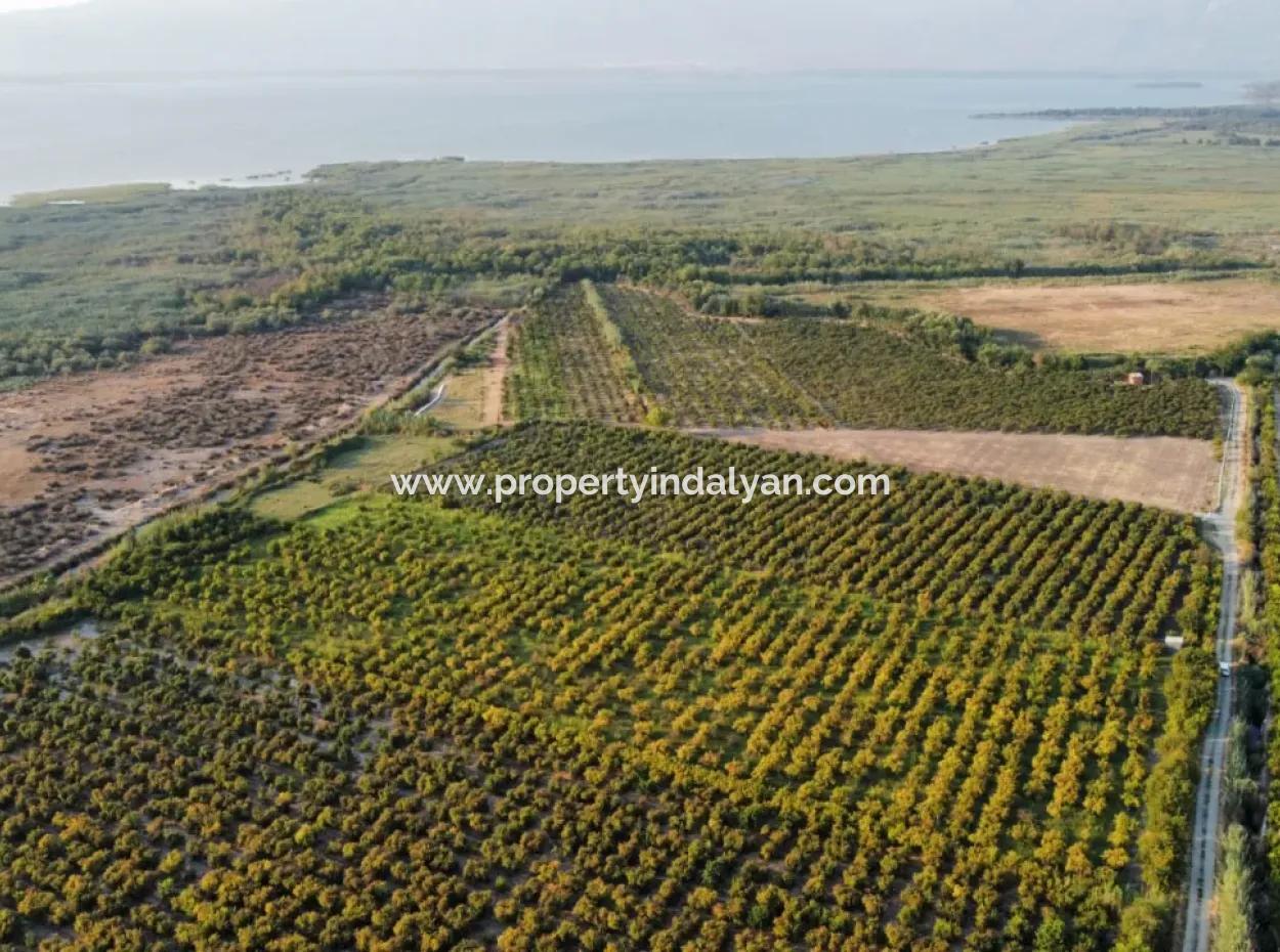 Pomegranate Garden For Sale In Mugla Ortaca Tepearasi