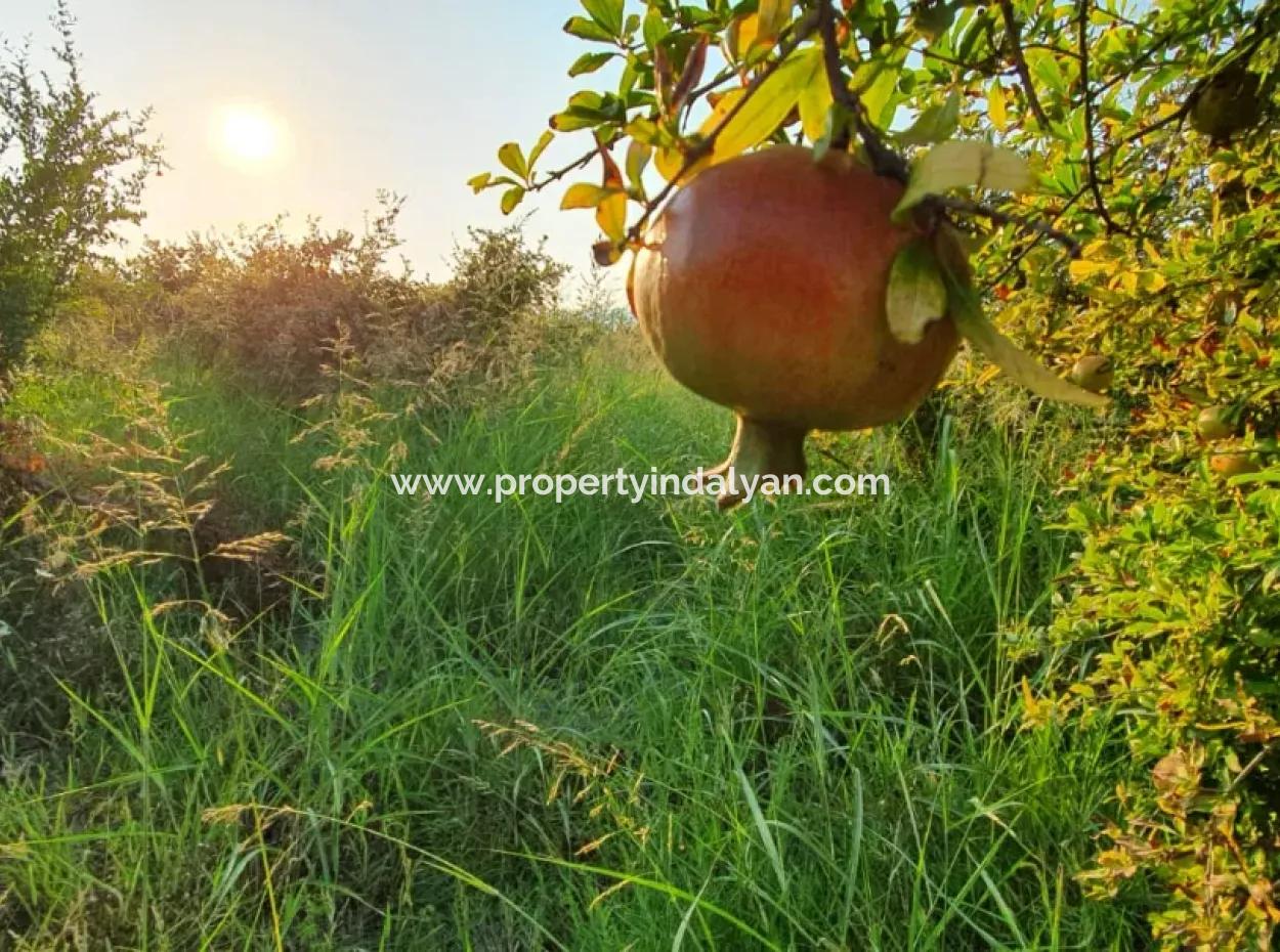 Pomegranate Garden For Sale In Mugla Ortaca Tepearasi