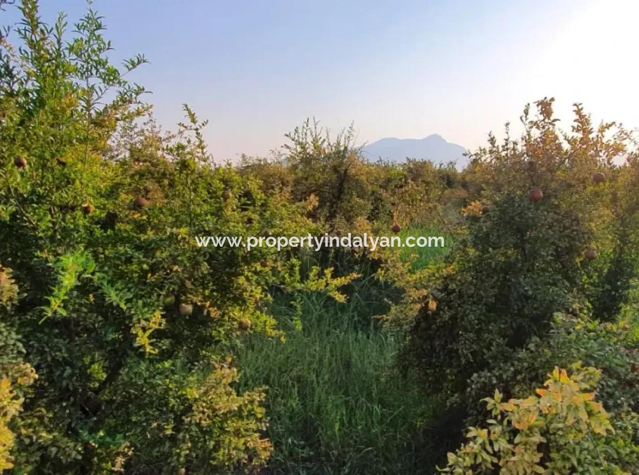 Pomegranate Garden For Sale In Mugla Ortaca Tepearasi
