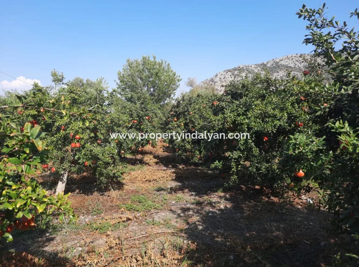 Mugla Ortaca Dalyan 7520 M2 Maniced Detached Pomegranate Garden For Sale