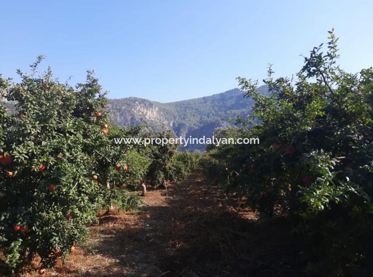 Mugla Ortaca Dalyan 7520 M2 Maniced Detached Pomegranate Garden For Sale