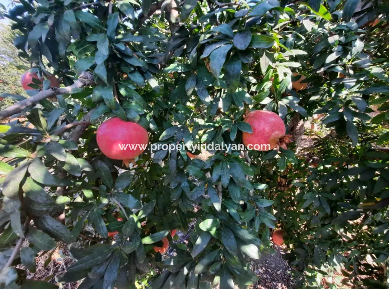 Mugla Ortaca Dalyan 7520 M2 Maniced Detached Pomegranate Garden For Sale