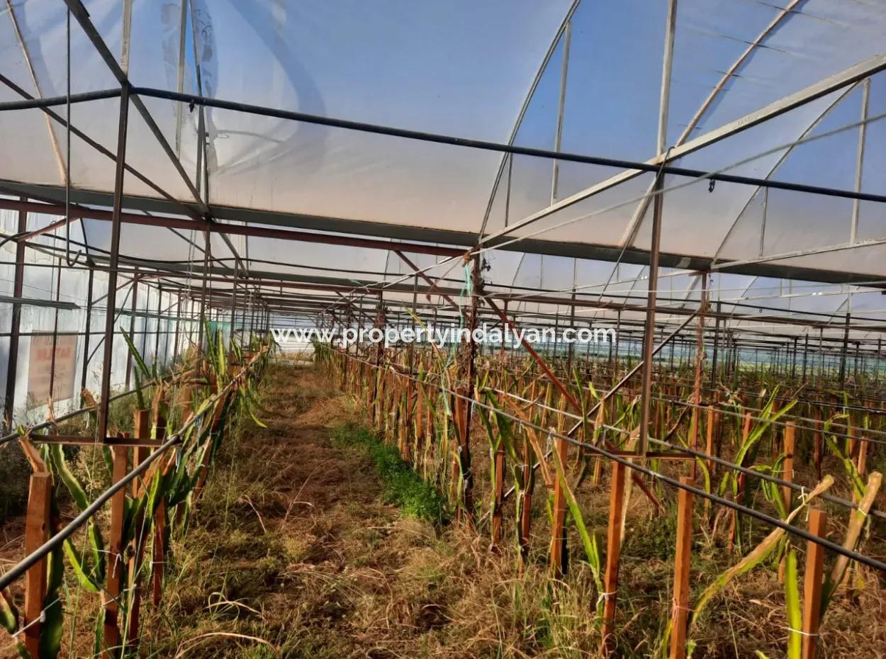 Mugla Ortaca 4123 M2 Field And Pitaya Fruit Greenhouse For Sale