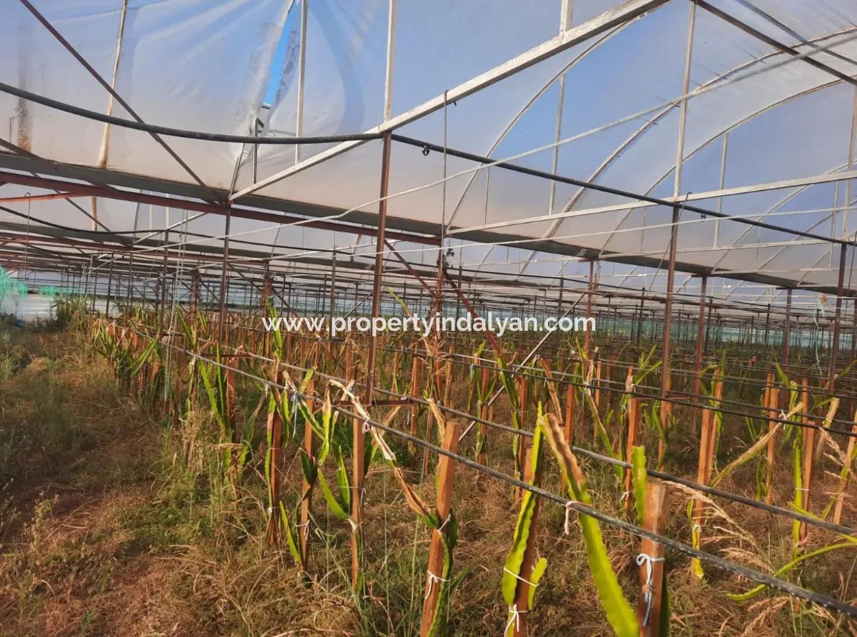 Mugla Ortaca 4123 M2 Field And Pitaya Fruit Greenhouse For Sale