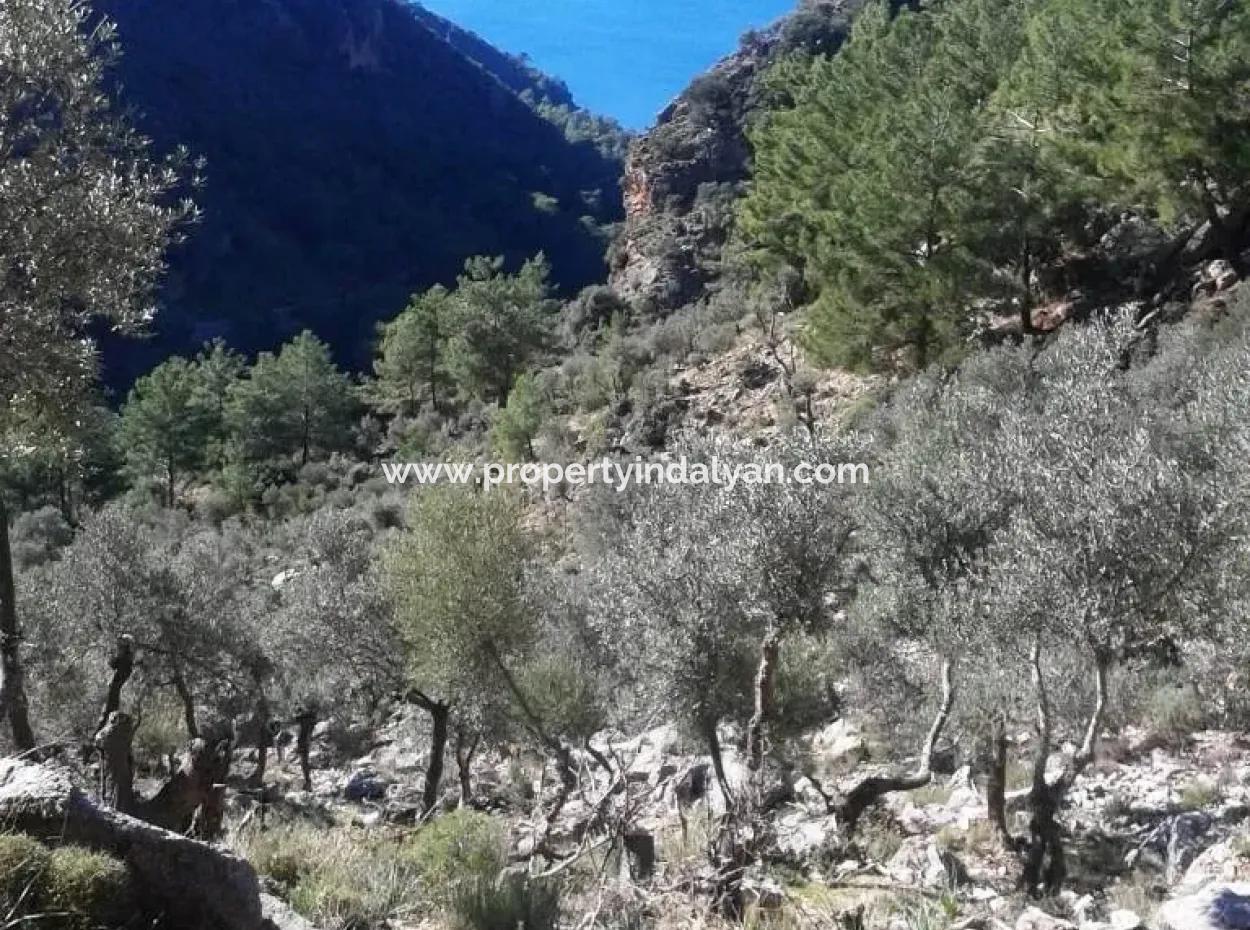 Olive Grove With Sea Views For Sale In Köyceğiz Ekincik