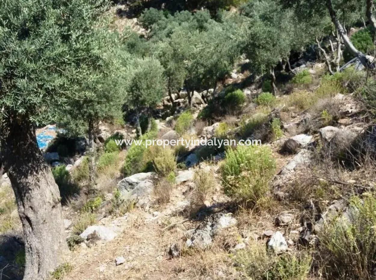 Olive Grove With Sea Views For Sale In Köyceğiz Ekincik