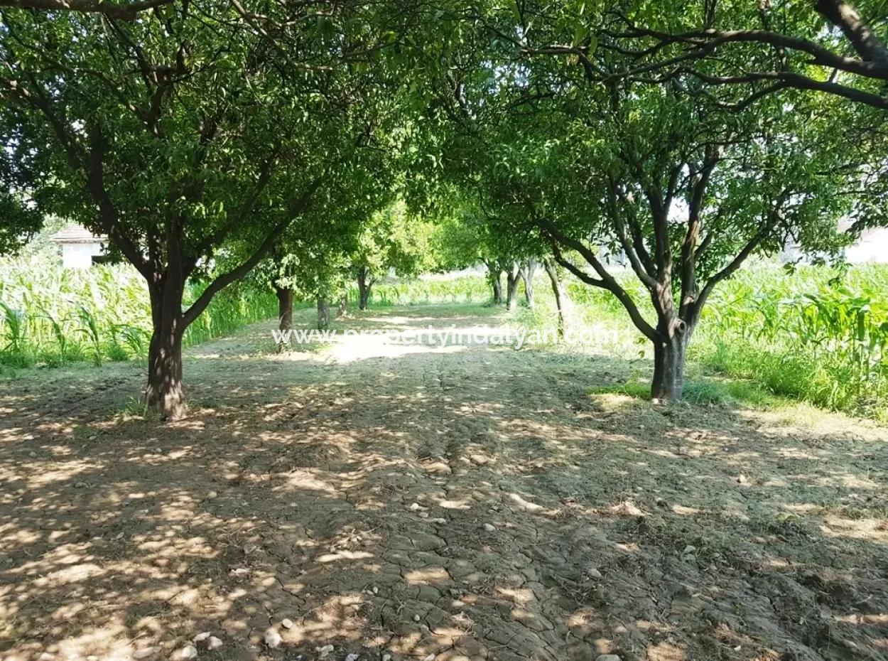 Dalaman Cheap Land For Sale In Investment, Appropriate Land