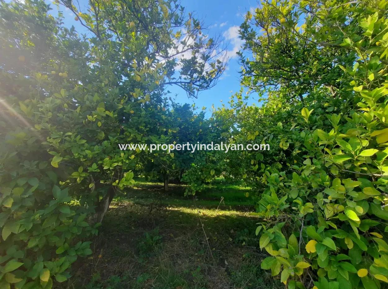 Ortaca Ekşiliyurt Suitable For Investment 11 850 M2 Lemon Garden And 4 Buildings For Sale