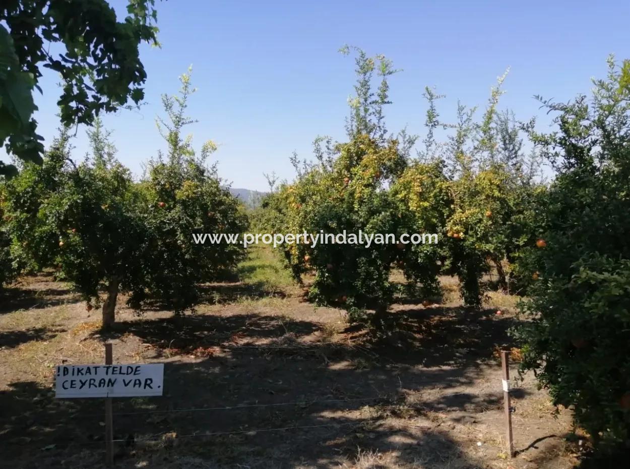 Pomegranate Garden For Sale In Mugla Ortaca Tepearasi