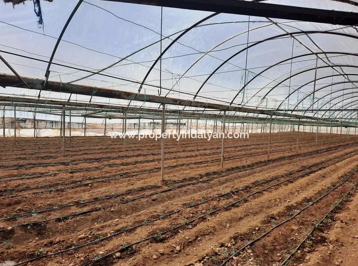 3100 M2 Zoned Land And Greenhouse In Muğla Ortaca Ekşiliyurt For Sale