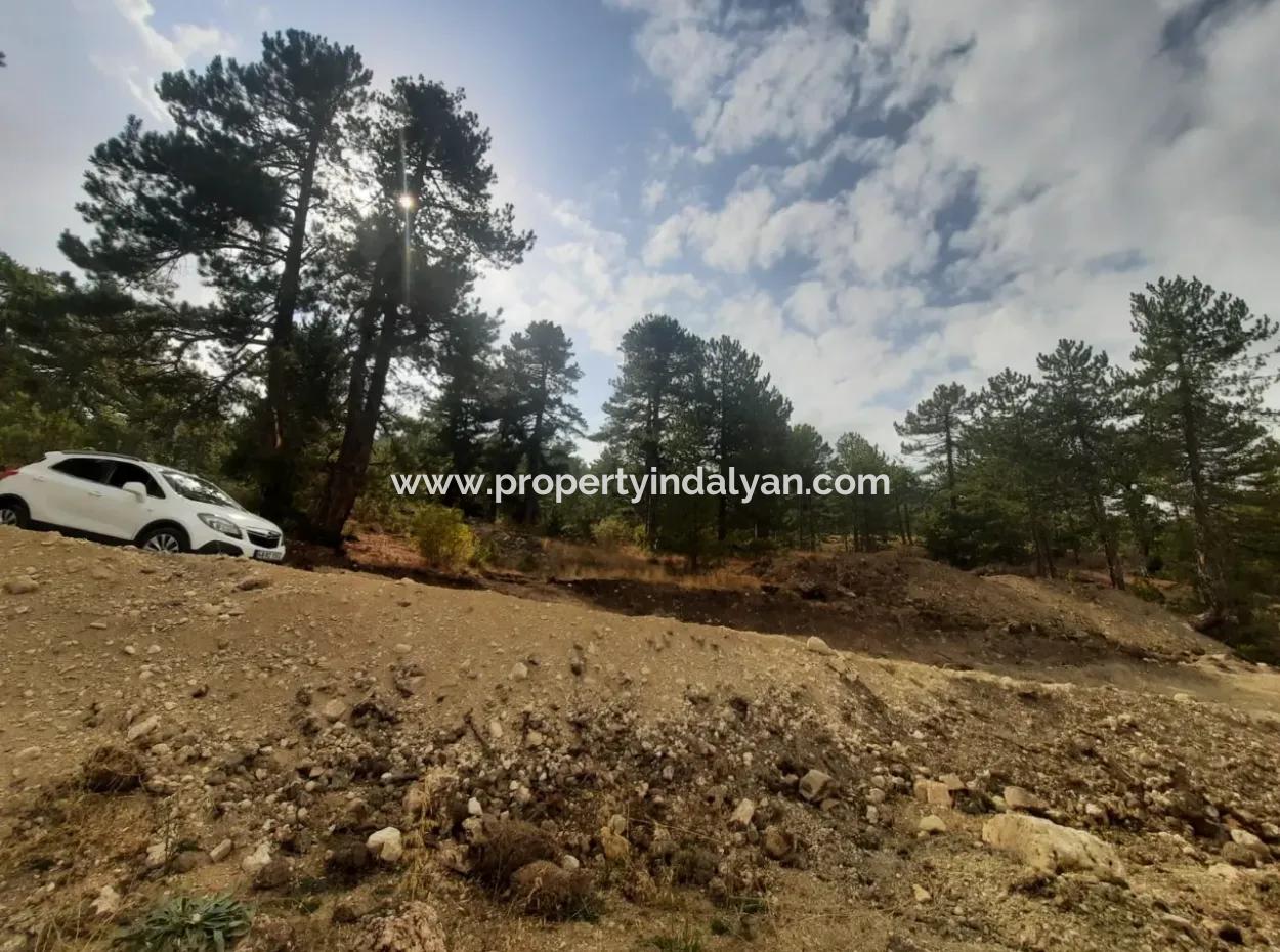 6 230 M2 Fertile Land For Rent In Çameli Cumaalanı