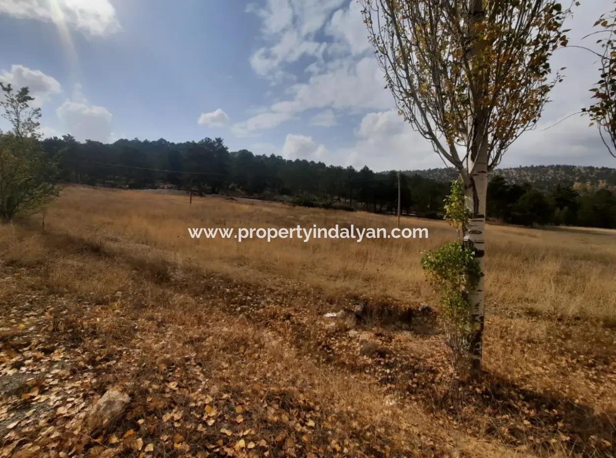 6 230 M2 Fertile Land For Rent In Çameli Cumaalanı