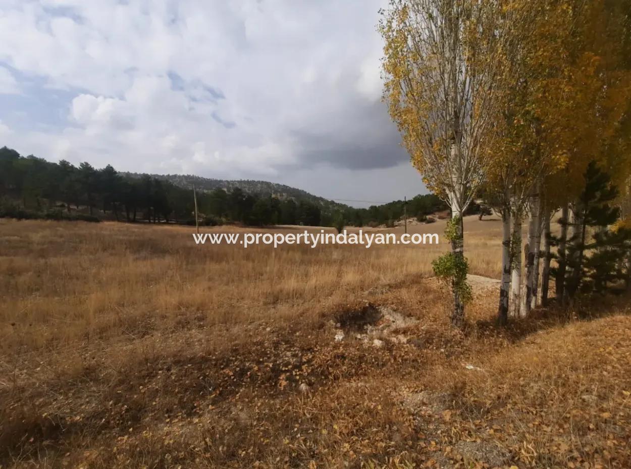 6 230 M2 Fertile Land For Rent In Çameli Cumaalanı