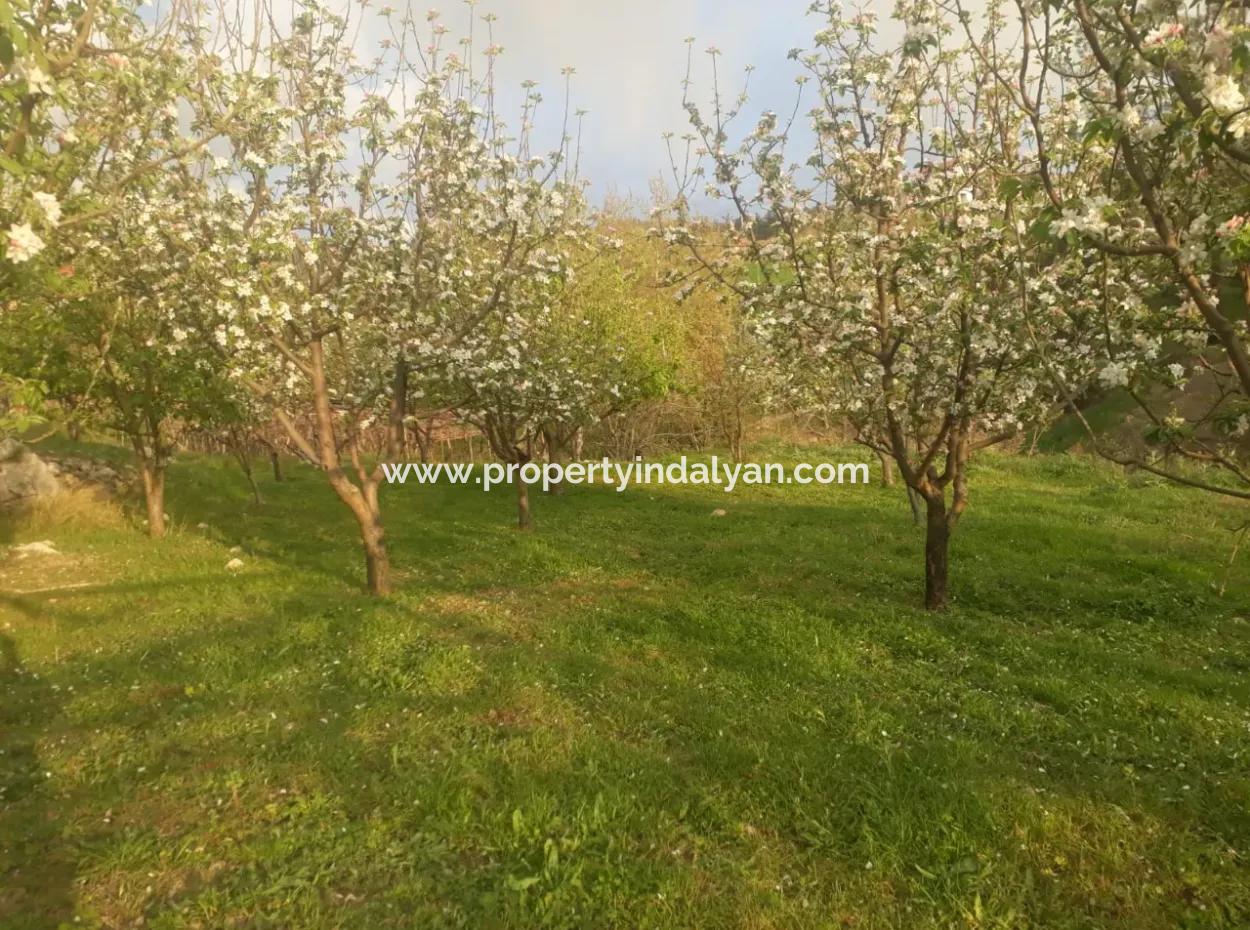 Fethiye Seydikemer Arsaköyn De 900 M2 Side By Side 2 Parcels Apple Orchard For Sale.