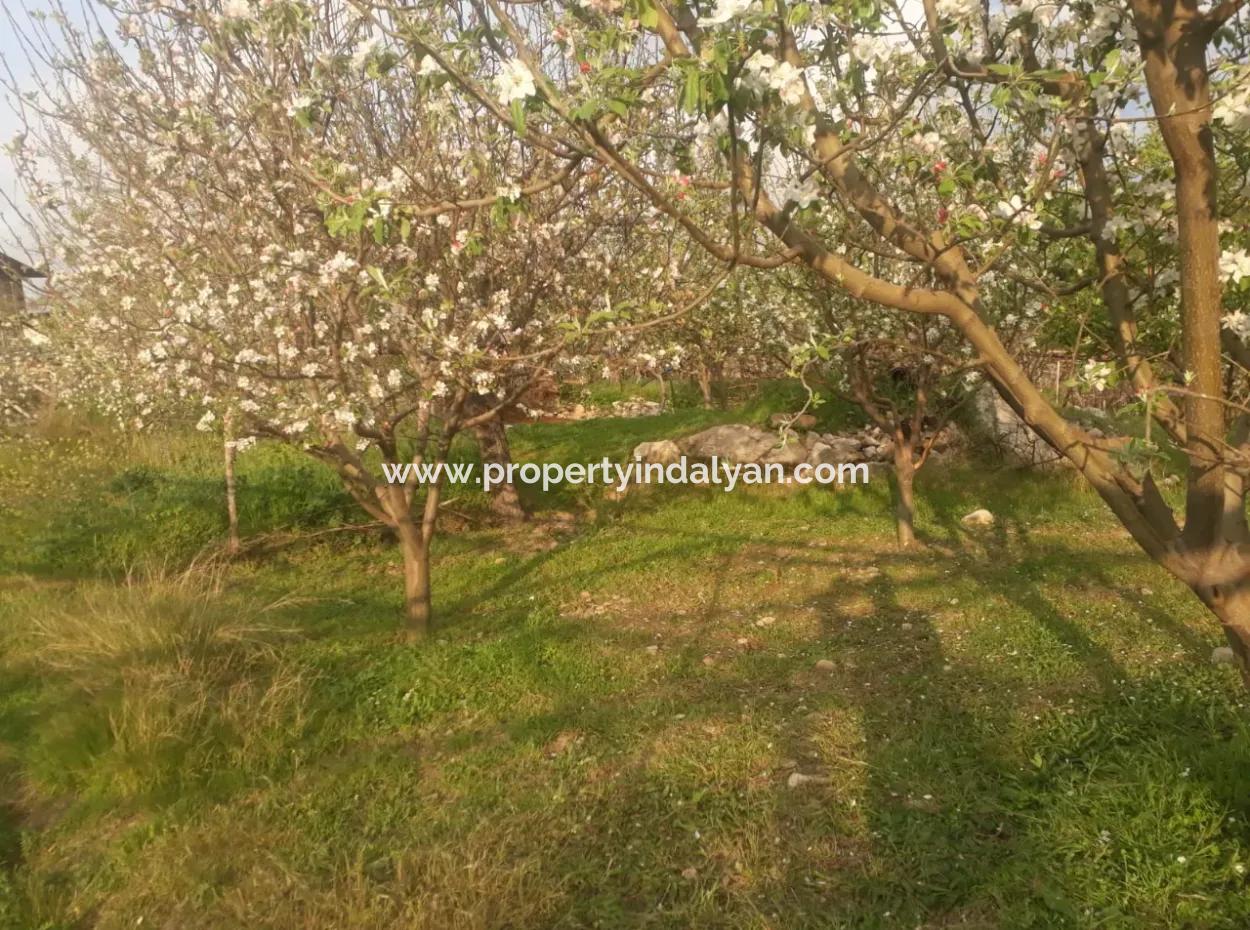 Fethiye Seydikemer Arsaköyn De 900 M2 Side By Side 2 Parcels Apple Orchard For Sale.