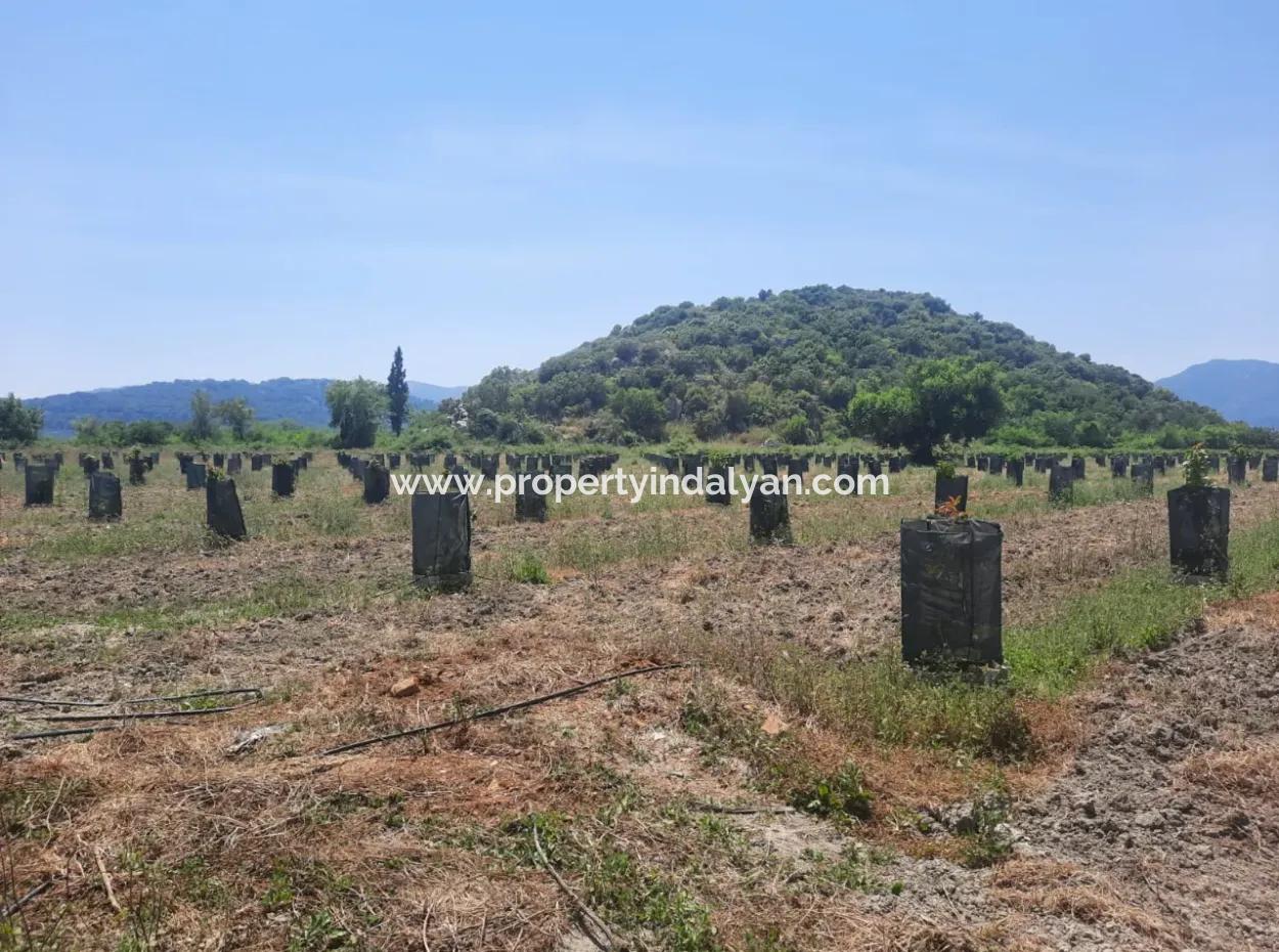 40.000 M2 Avocado Garden For Sale In Muğla Güzelyurt