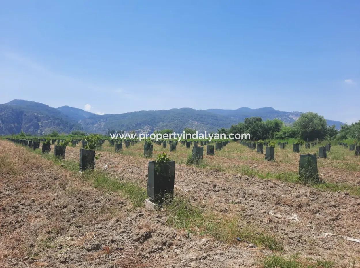 40.000 M2 Avocado Garden For Sale In Muğla Güzelyurt