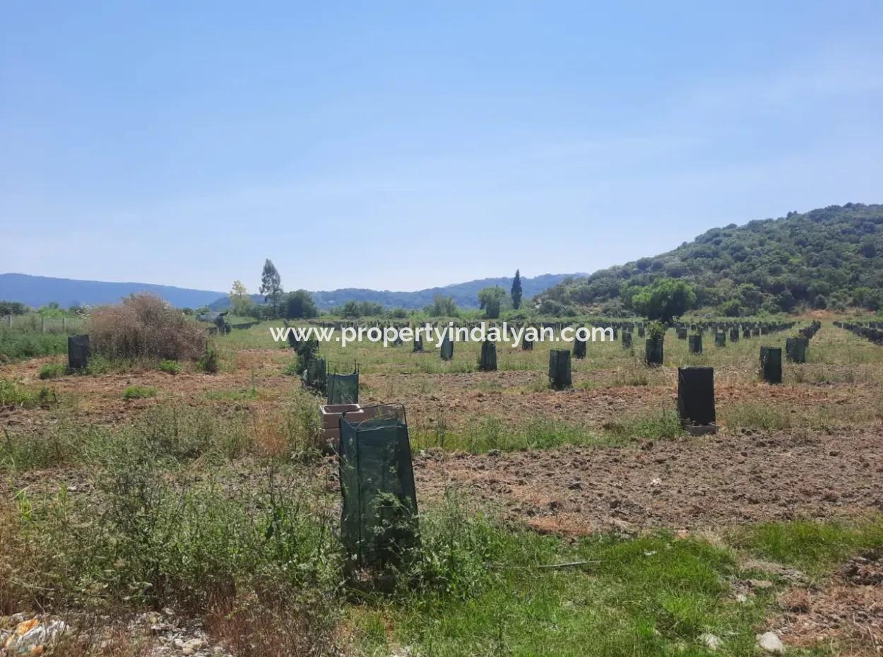 40.000 M2 Avocado Garden For Sale In Muğla Güzelyurt