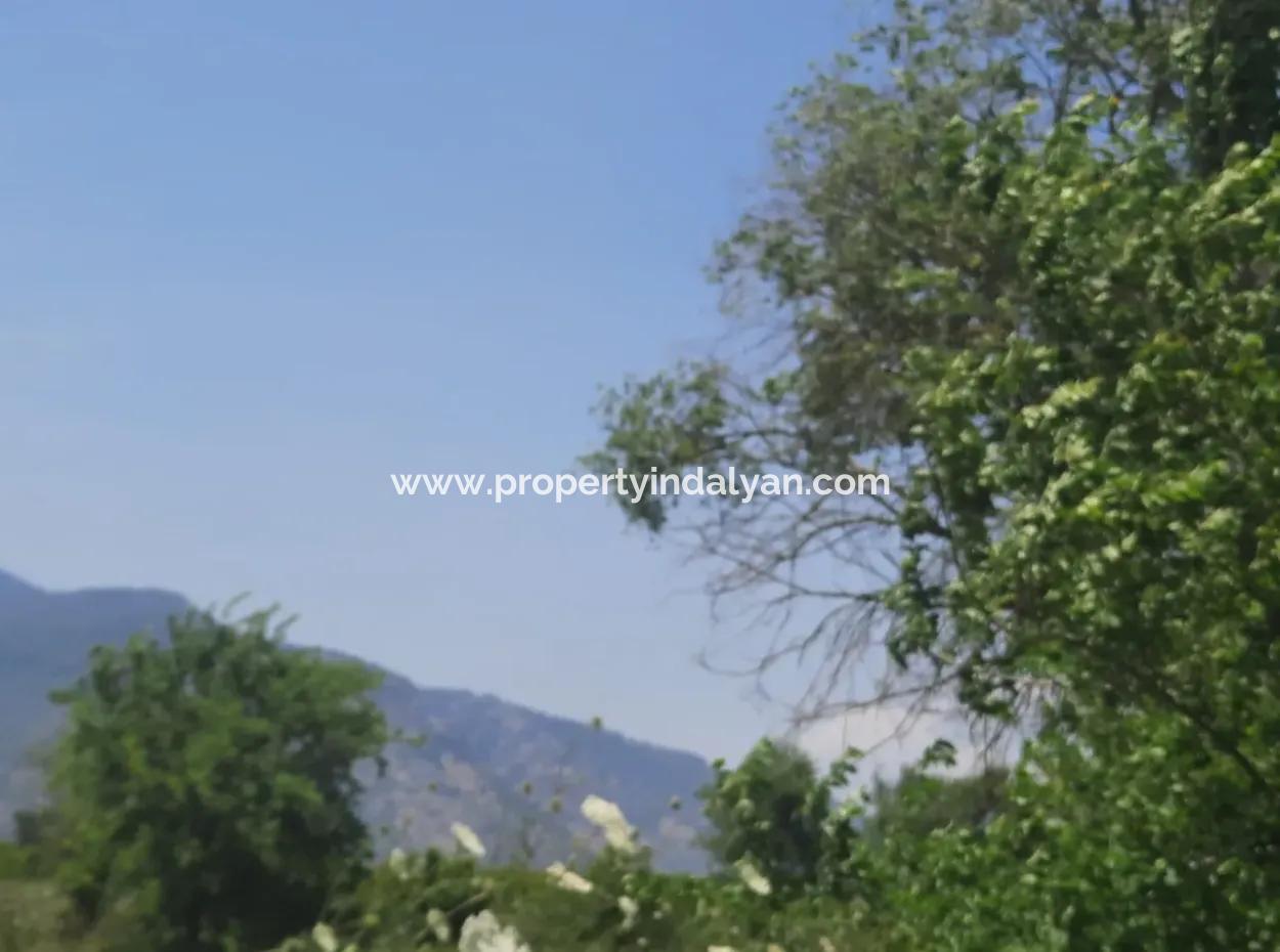 15 600 M2 Lemon Garden For Sale In Muğla Güzelyurt