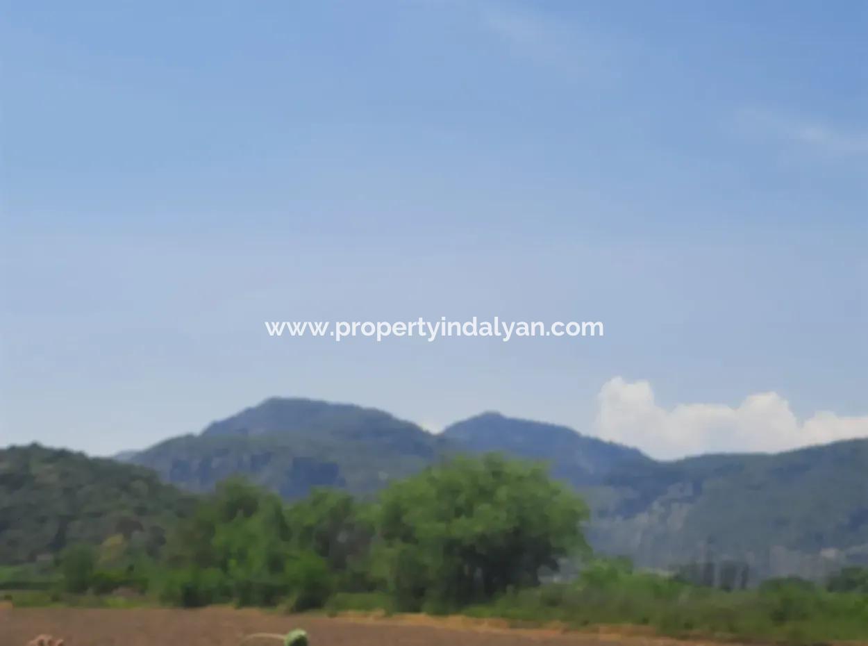 15 600 M2 Lemon Garden For Sale In Muğla Güzelyurt