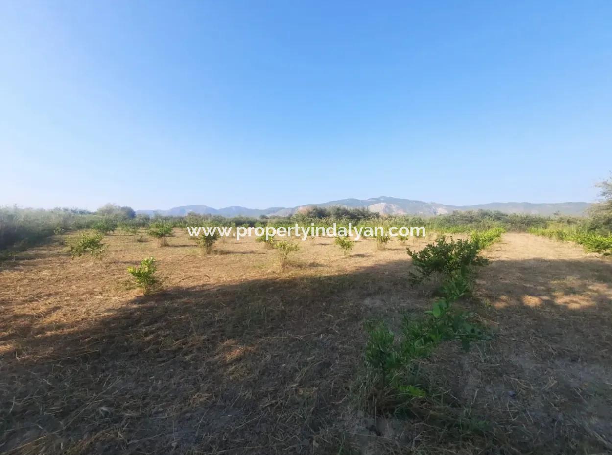 5000 M2 Citrus Orchard For Sale In Ortaca Dikmekavak