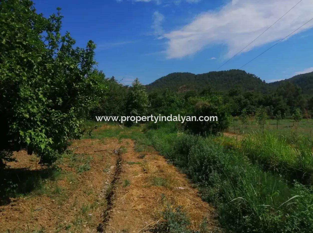 Farm For Sale In Köyceğiz Beyoba Bargain