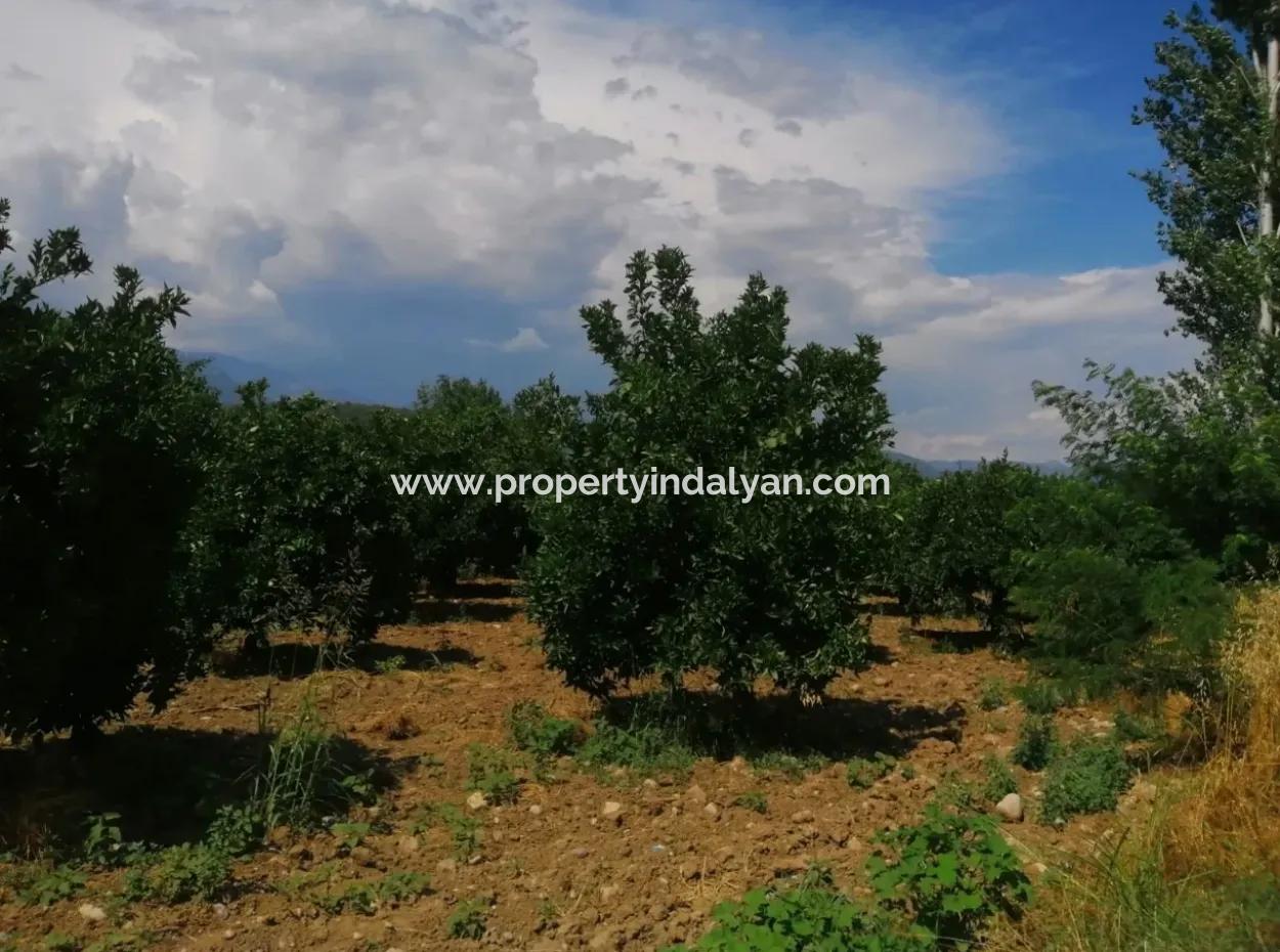 Farm For Sale In Köyceğiz Beyoba Bargain