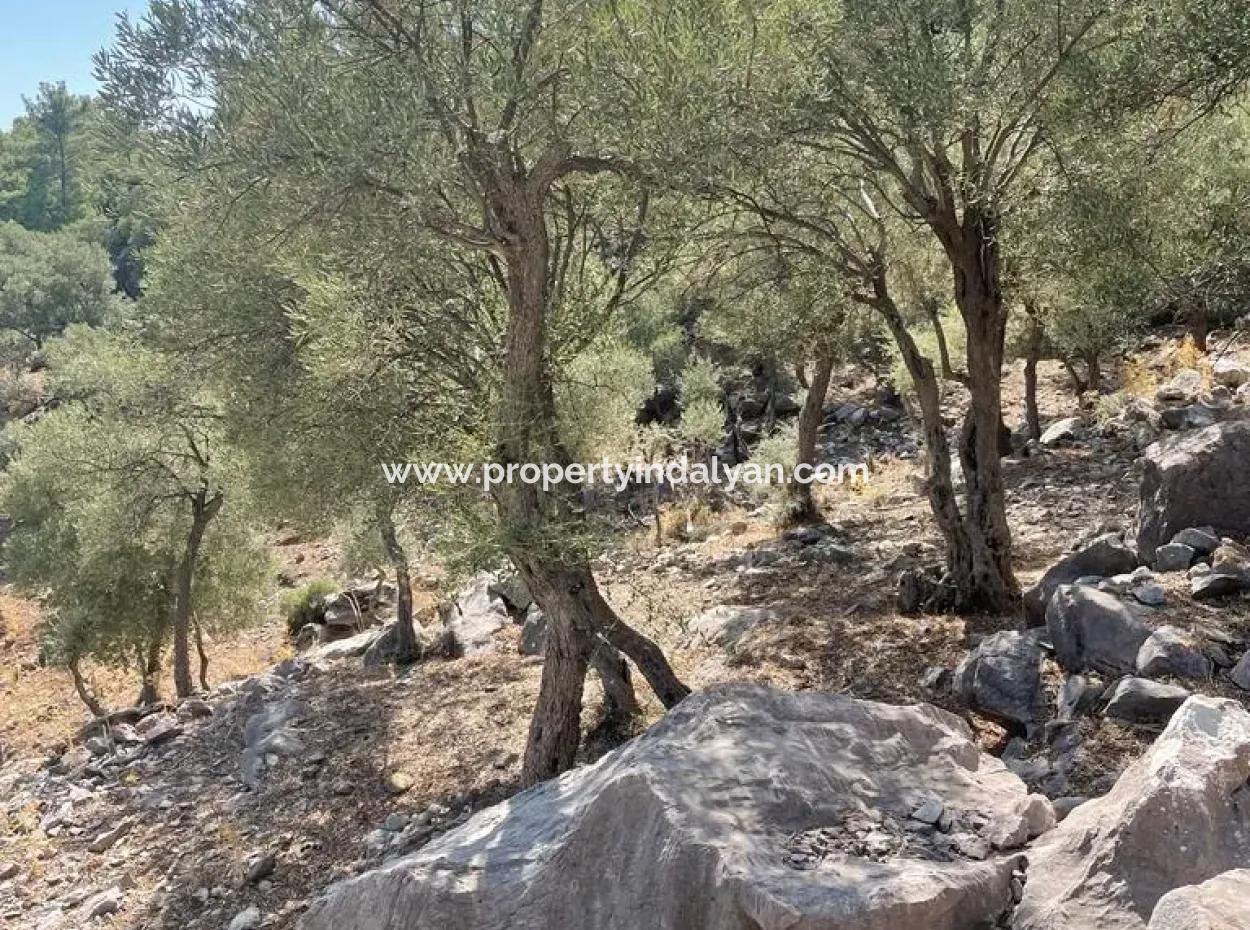 5000 M2 2B Field For Sale