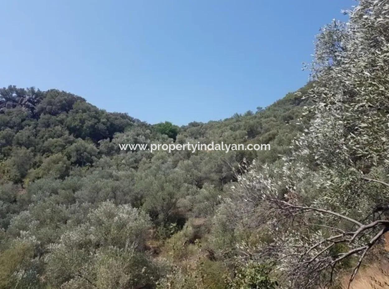 Excellent Plot For Sale Bargain