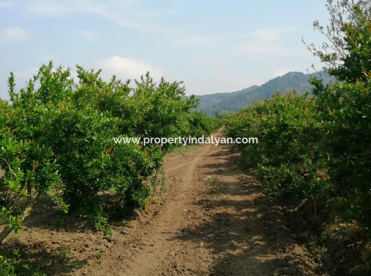 Pomegranate Field With 9831 M2 Share In Ortaca Mergenlide For Sale