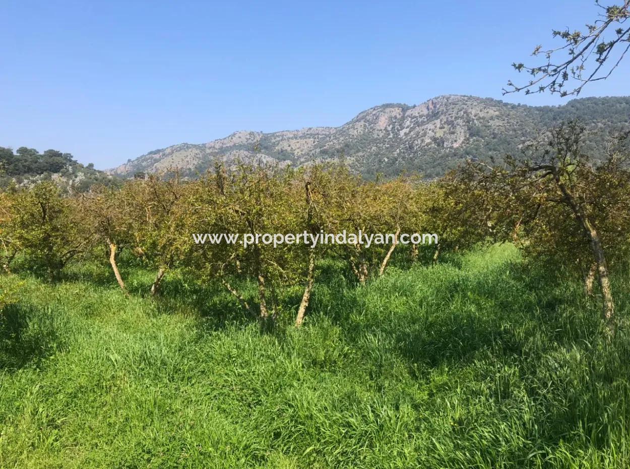 7989 M2 Pomegranate Field For Sale In Ortaca Mergenlide