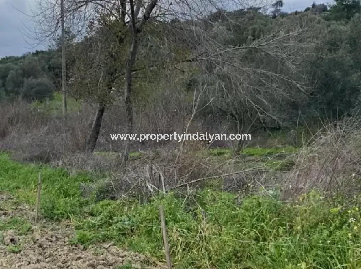 2 932 M2 Contracted Olive Grove For Sale In Ortaca Fevziye