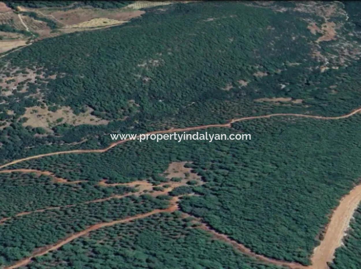 25 Acres Of Land In The Forest In Muğla Ula Armutçuk For Sale        