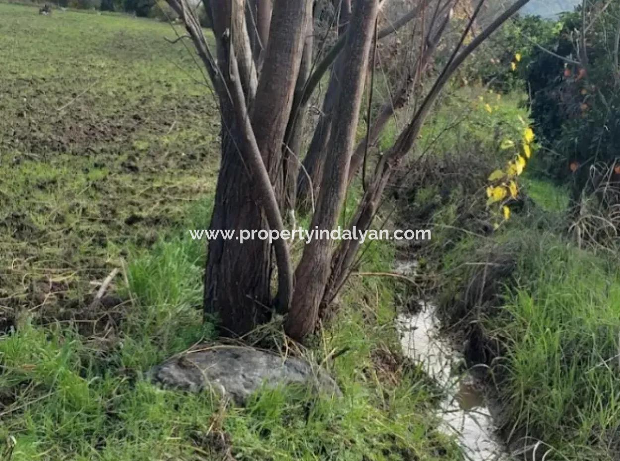 11 450 M2 Field For Sale In Muğla Köyceğiz Köyceğiz Neighborhood