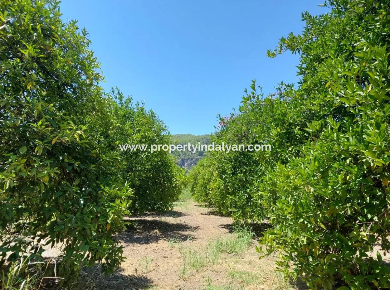 Muğla, Ortaca, Okçular Da, 1015, 69 M2, Detached Land Land Is For Sale.