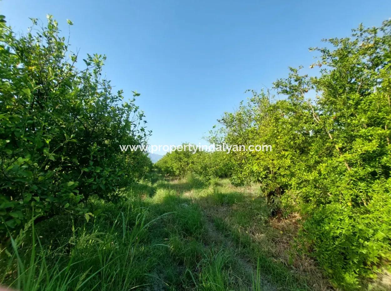 23.000 M² Pomegranate And Lemon Orchard In Muğla Ortaca Tepearası For Sale – Suitable For Agricultural Loan