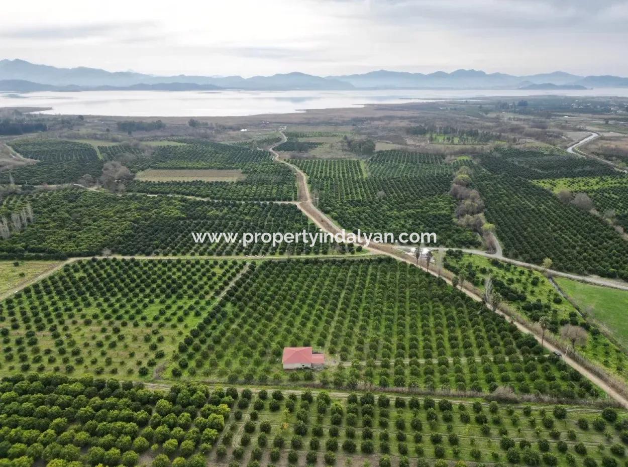 3 1 Village House For Sale In 17.000 M2 Orange Garden In Köyceğiz Toparlar