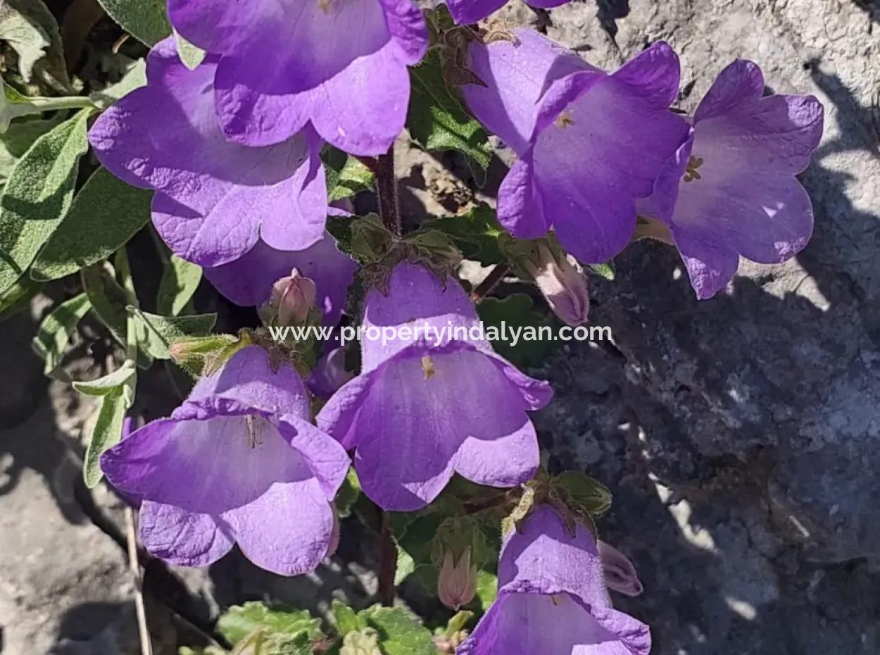 Village House With Lake View And Olive Grove Land For Sale In Köyceğiz Çandır, Muğla