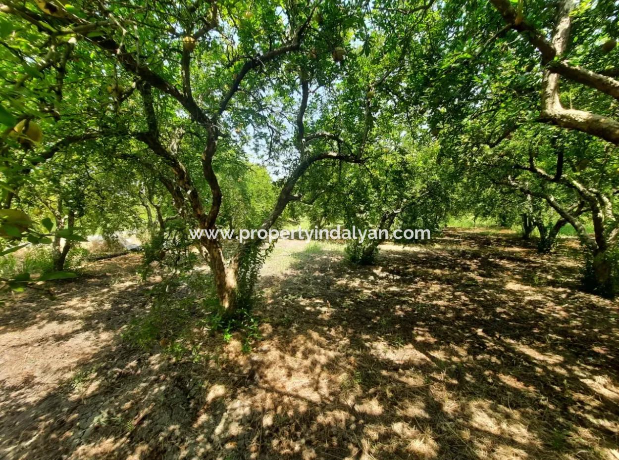 Muğla Dalyanda Mountain Zero, Waterside 10 500 M2 Pomegranate Garden For Sale