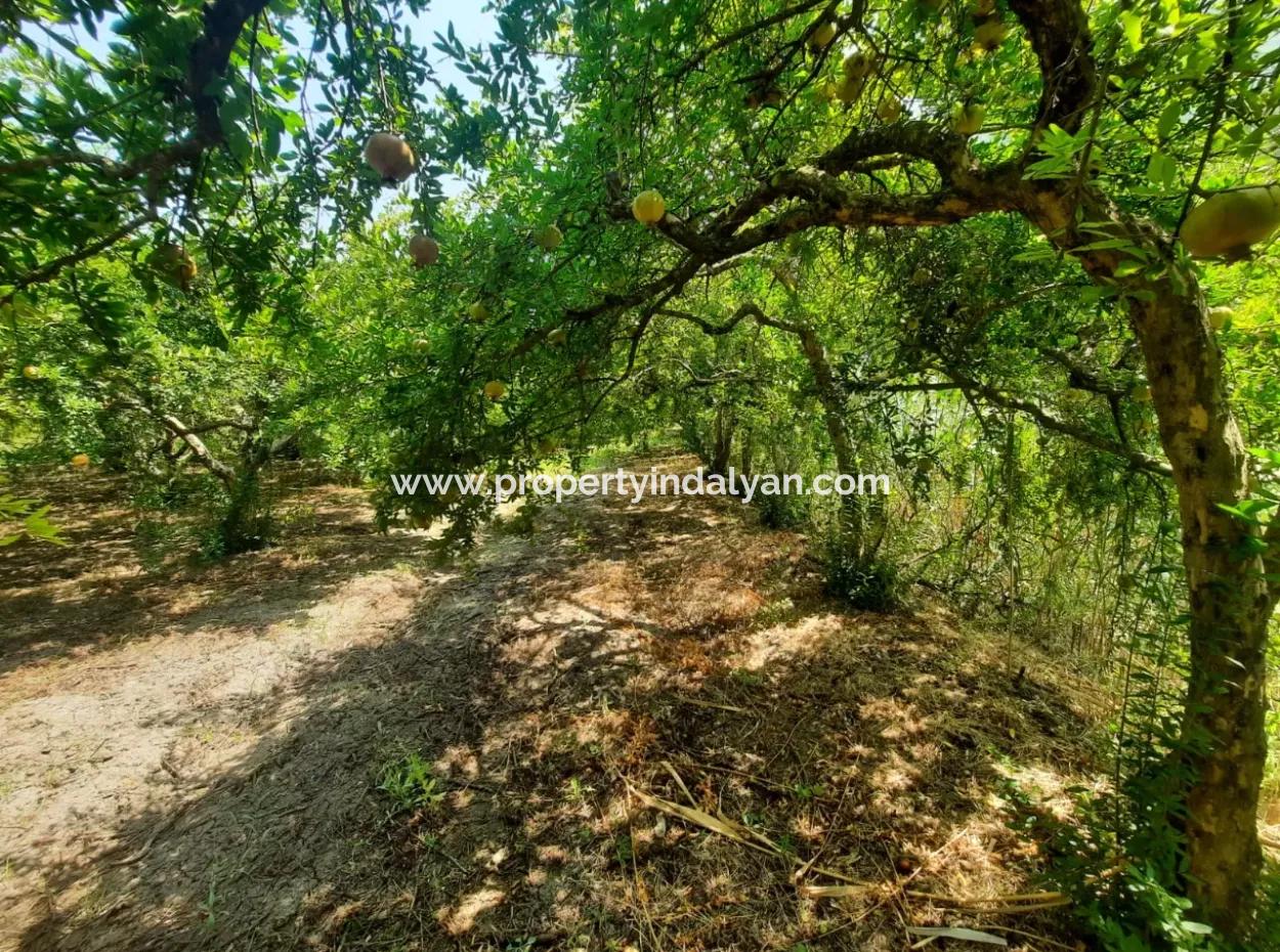 Muğla Dalyanda Mountain Zero, Waterside 10 500 M2 Pomegranate Garden For Sale