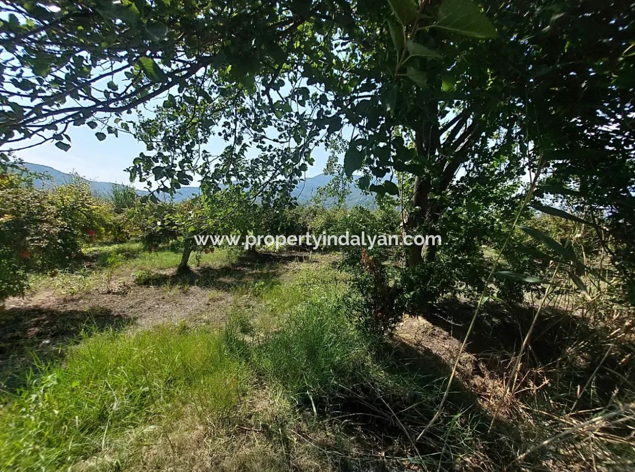 Muğla Dalyanda 5700 M2 Well-Kept Bargain Pomegranate Garden For Sale