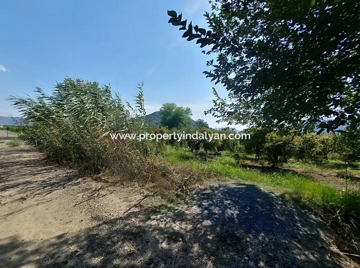 Muğla Dalyanda 5700 M2 Well-Kept Bargain Pomegranate Garden For Sale