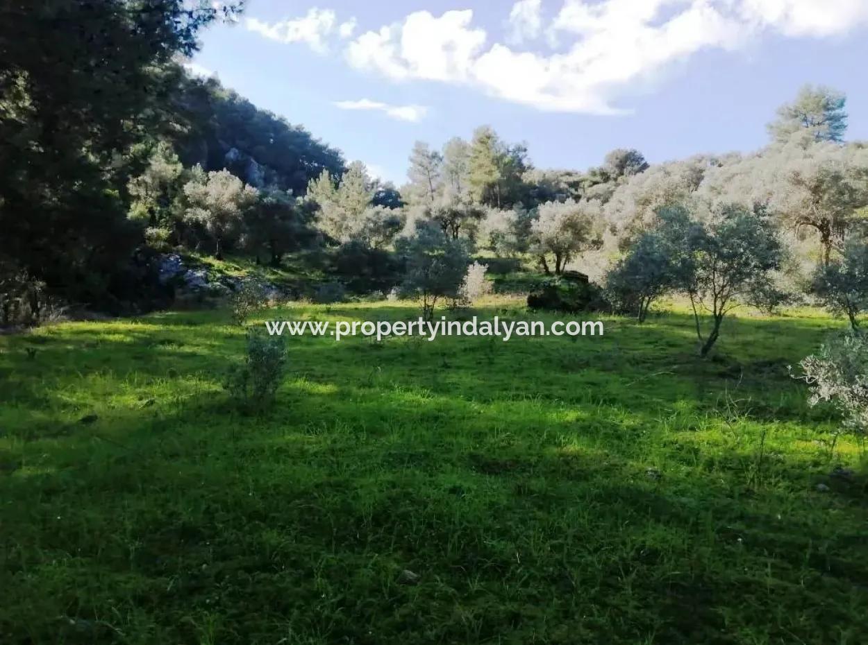 Mugla Ortaca Gokbel Bargain Olive Grove For Sale