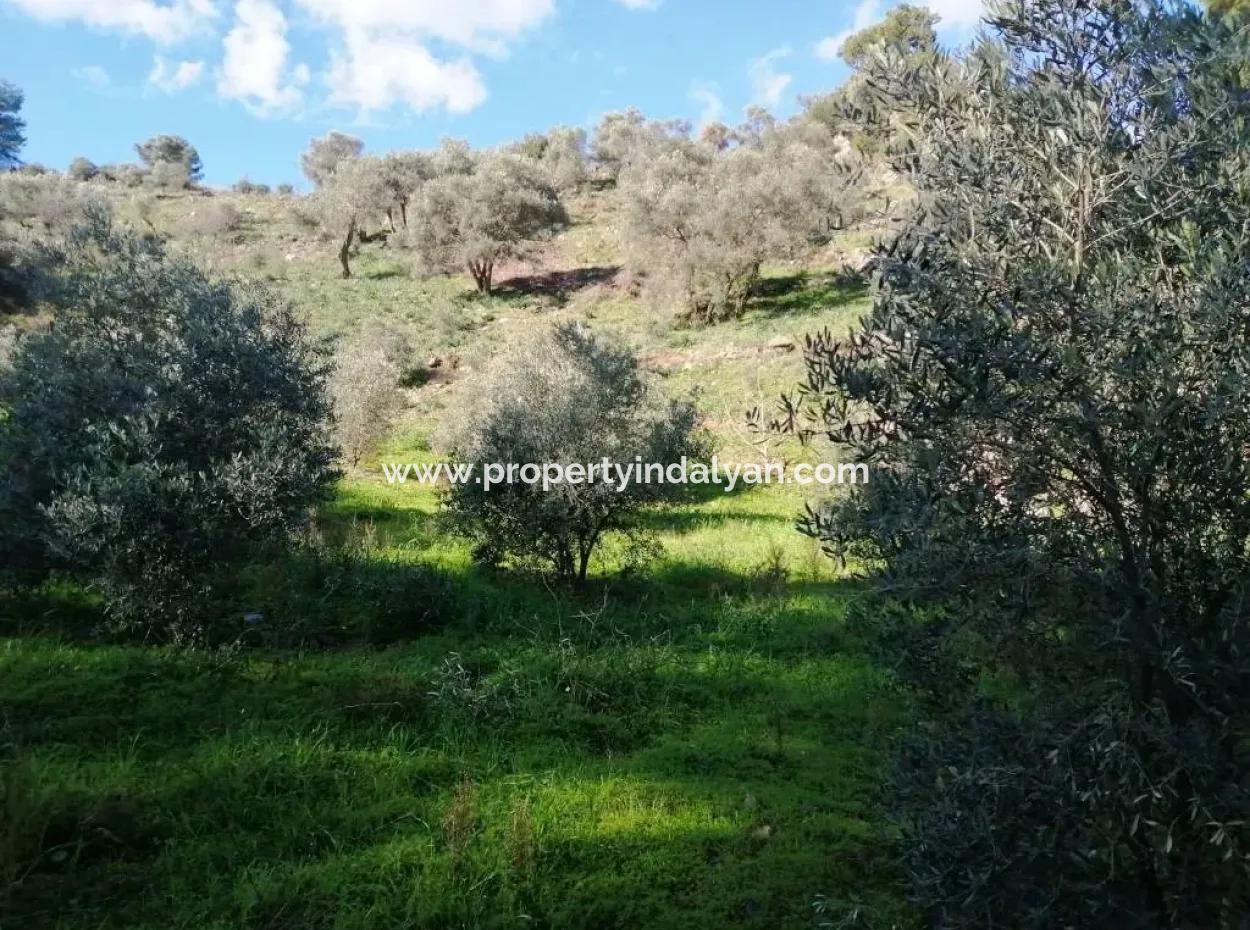 Mugla Ortaca Gokbel Bargain Olive Grove For Sale