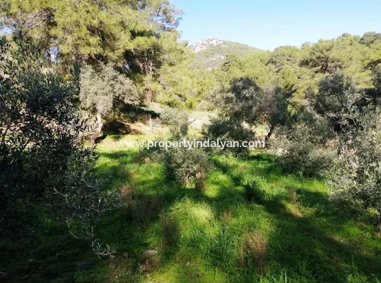 Mugla Ortaca Gokbel Bargain Olive Grove For Sale
