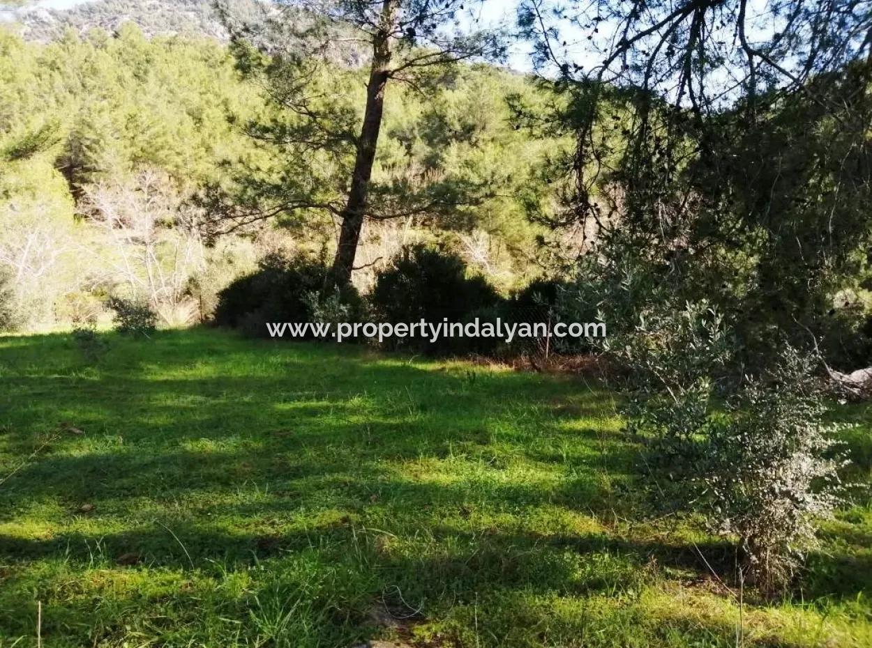 Mugla Ortaca Gokbel Bargain Olive Grove For Sale