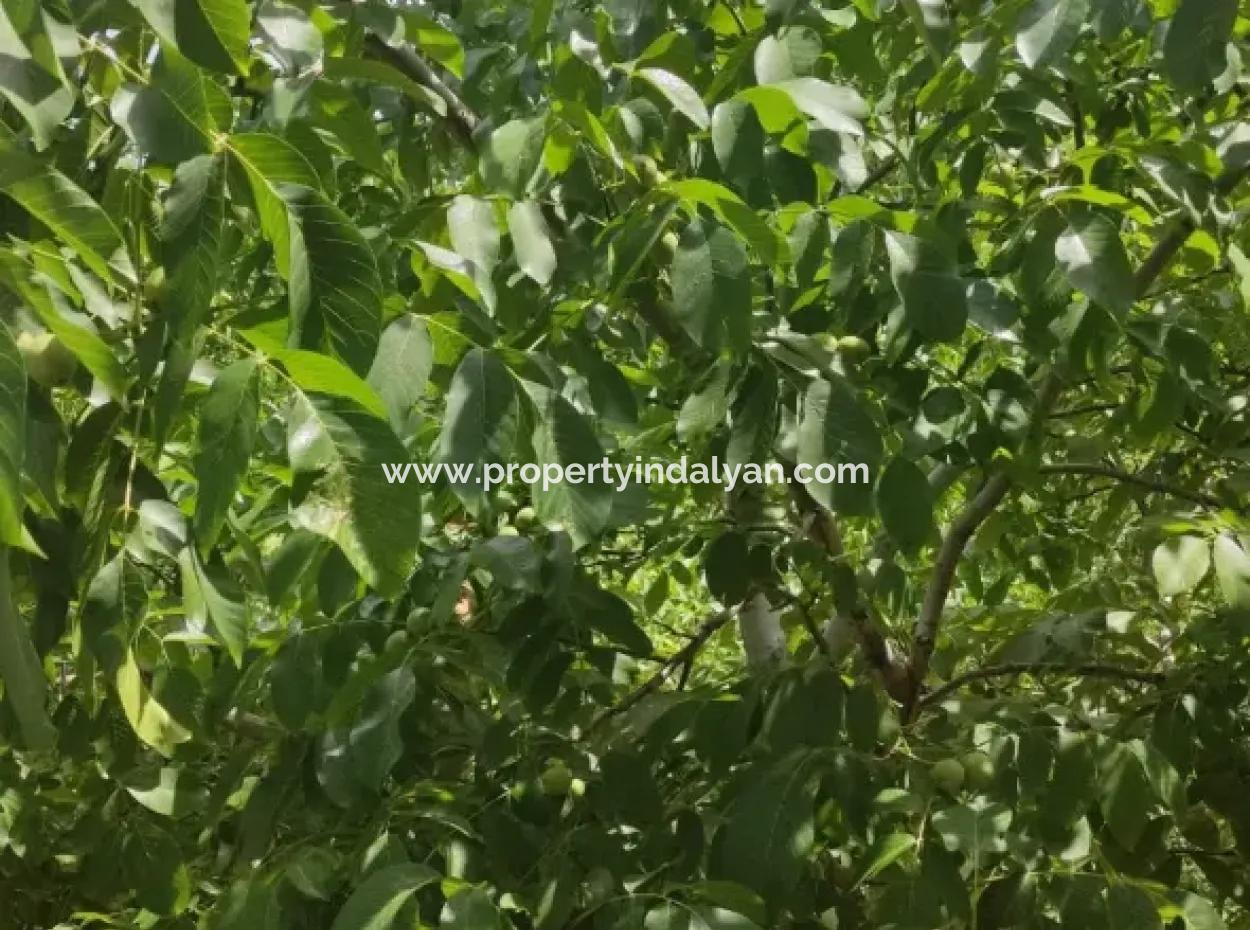 Stone Village House And 1042 M2 Detached Land For Sale On A 504 M2 Plot In Çameli, Cevizli