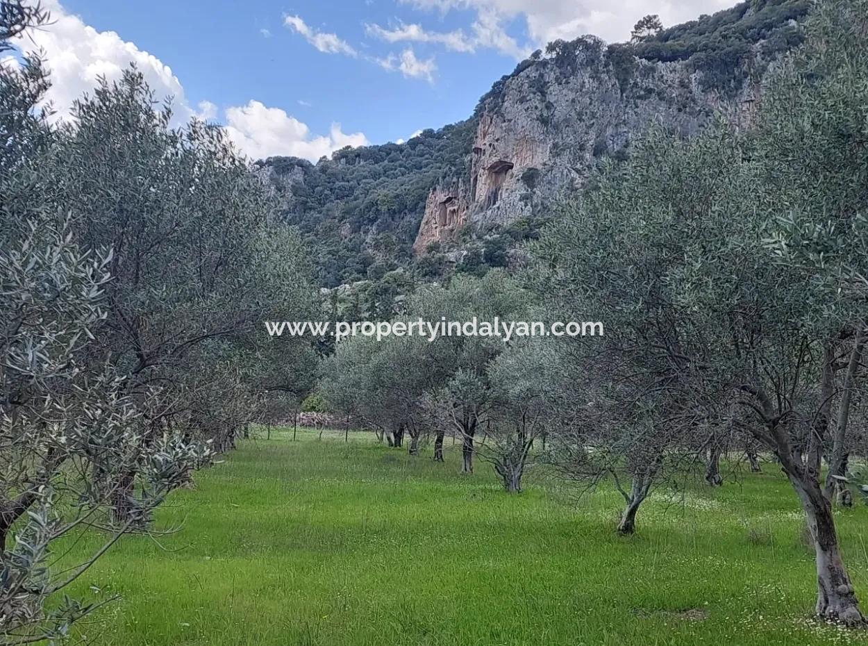 Muğla Köyceğiz Çandırda 3.750 M2 Land For Sale Close To Dalyan Canal