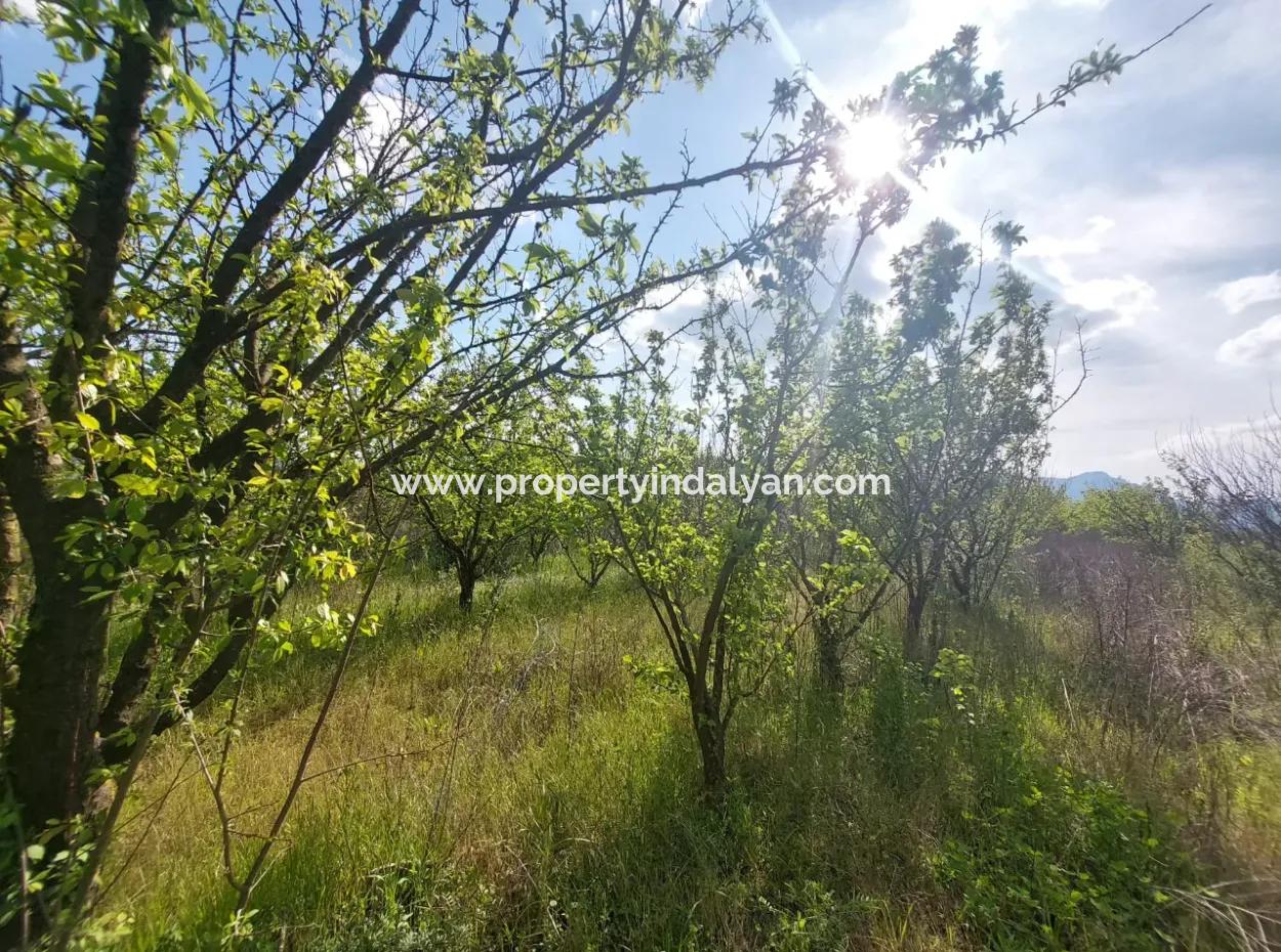 In Muğla Ortaca Eskiköy, 12.805 M2 Of Land With A Share Is For Sale.