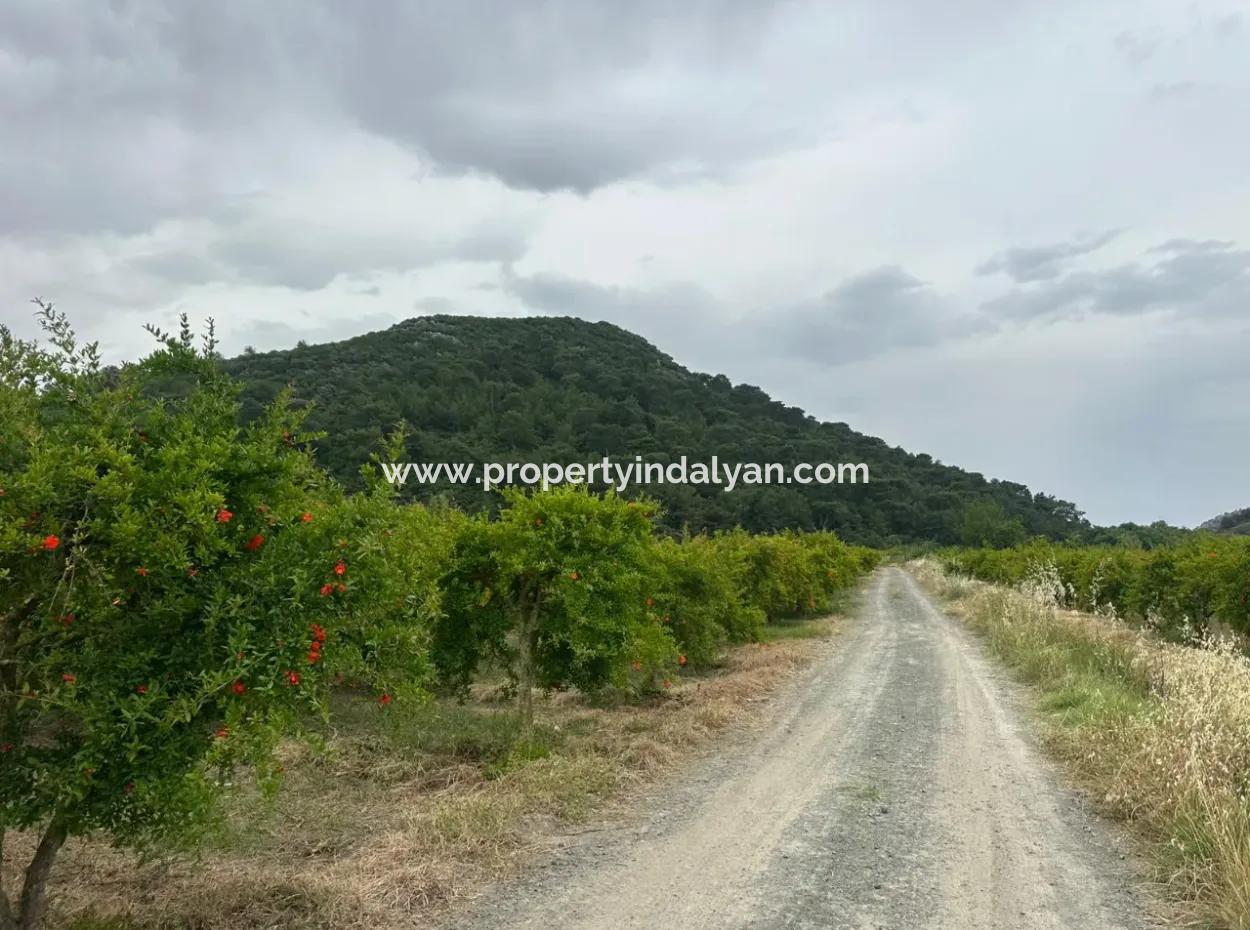 6 250 M2 Well-Kept Bargain Pomegranate Garden For Sale In Dalyan, Muğla